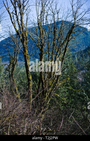 Moosbäume an der Norrish Forest Service Road in Dewdney, Mission, British Columbia, Kanada Stockfoto