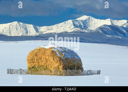 Kanada Gans an Heuhaufen unterhalb der beaverhead Berge in der Nähe von Jackson, Montana Stockfoto