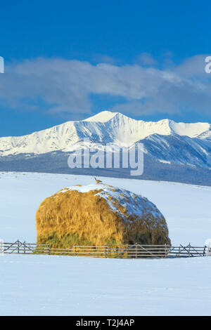 Kanada Gans an Heuhaufen unterhalb der beaverhead Berge in der Nähe von Jackson, Montana Stockfoto