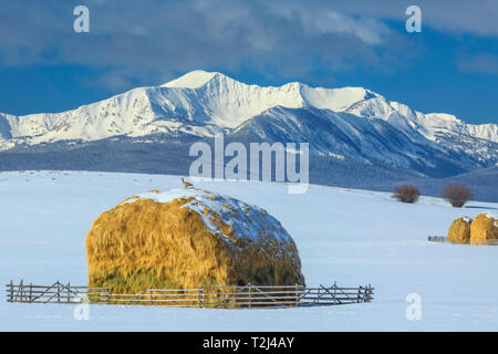 Kanada Gans an Heuhaufen unterhalb der beaverhead Berge in der Nähe von Jackson, Montana Stockfoto