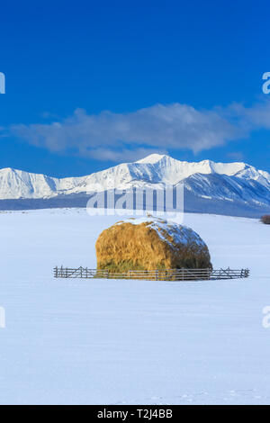 Kanada Gans an Heuhaufen unterhalb der beaverhead Berge in der Nähe von Jackson, Montana Stockfoto