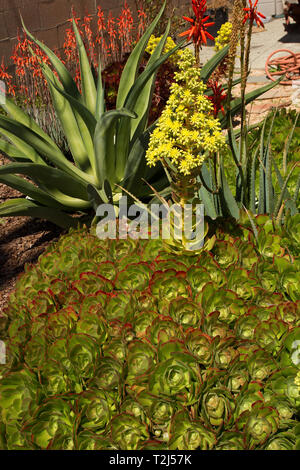 Trockenheit resistenten Pflanzen Stockfoto
