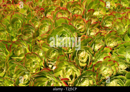 Trockenheit resistenten Pflanzen Stockfoto