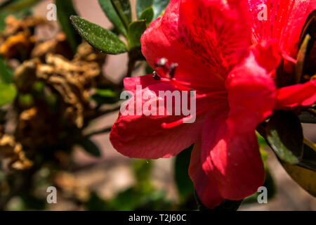 Die rote Blume Stockfoto