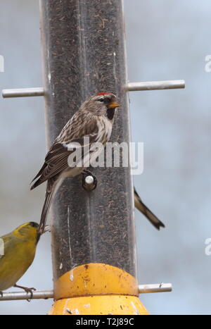 Nach Birkenzeisig Stockfoto