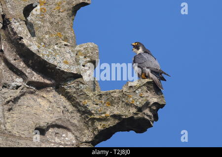 Nach Peregrine auf Cromer Kirche. Stockfoto