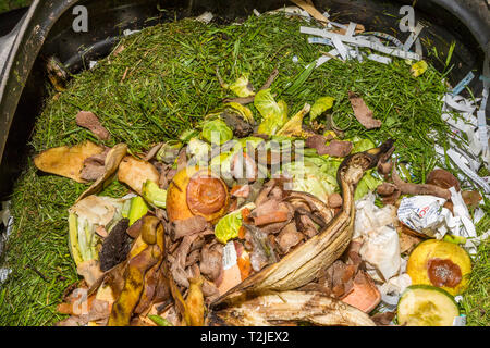 Inhalt einer komposteimer inklusive Gemüseschalen, zerrissenes Papier, Grasschnitt, Bananenschale, verfaulte Frucht. Stockfoto