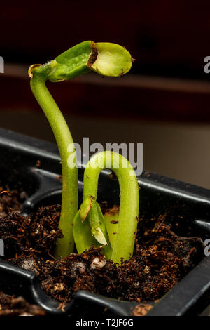 Vertikaler Sojasprossen in ein Fach aus der Blumenerde. Stockfoto