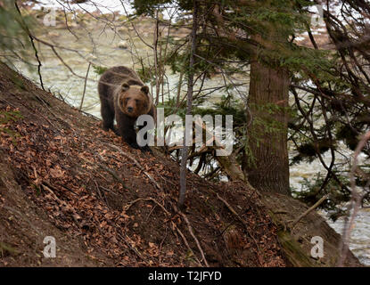 Brauner Bär an einem Flussufer. Gefährliche Begegnung mit wilden Tieren. Stockfoto