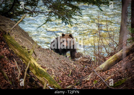 Brauner Bär an einem Flussufer. Gefährliche Begegnung mit wilden Tieren. Stockfoto