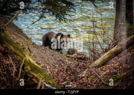 Brauner Bär an einem Flussufer. Gefährliche Begegnung mit wilden Tieren. Stockfoto