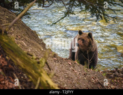 Brauner Bär an einem Flussufer. Gefährliche Begegnung mit wilden Tieren. Stockfoto