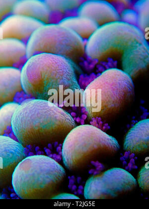 Ultra unterwasser Makro auf montipora SPS Korallenpolypen Stockfoto