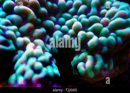 Ultra unterwasser Makro auf montipora SPS Korallenpolypen Stockfoto