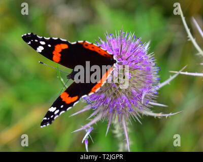 Atemberaubenden roten Admiral Schmetterling ruht auf einem lila Distel Kopf Stockfoto