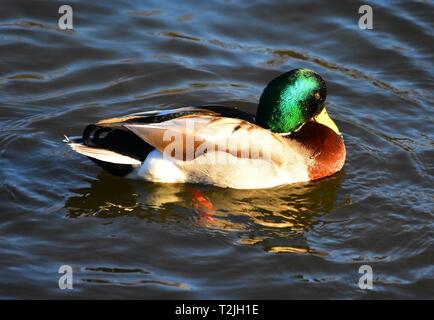 Schöne männliche Stockente ruht auf See mit Reflexion mit Wassertropfen Stockfoto