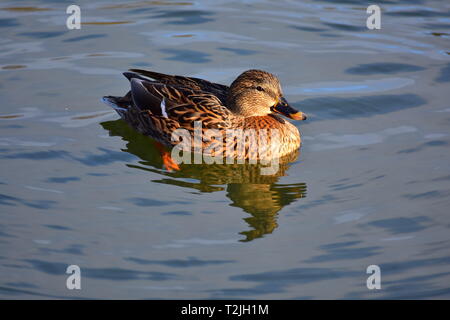 Weiblichen erwachsenen Stockente Schöne Reflexion Stockfoto