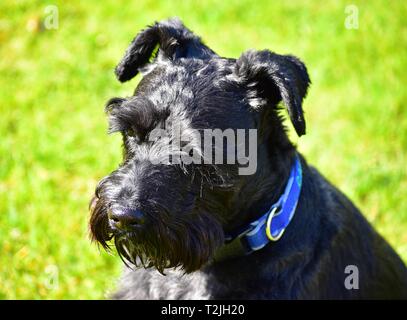 Schöne Portraitfotos der Zwergschnauzer mit Ohren stach. Schön auf seinem Gesicht sehen. Stockfoto