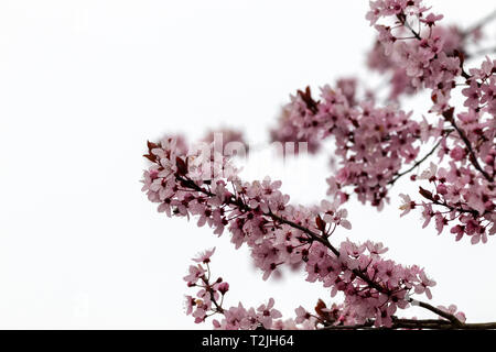 Kirschblüten auf weißem Hintergrund, Norddeutschland Stockfoto