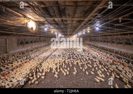 Eine Brut von baby Küken innerhalb von Chicken House, Henderson, MD Stockfoto