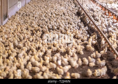 Eine Brut von baby Küken innerhalb von Chicken House, Henderson, MD Stockfoto