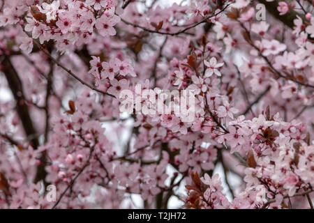 Kirschblüten im Frühling, Norddeutschland Stockfoto