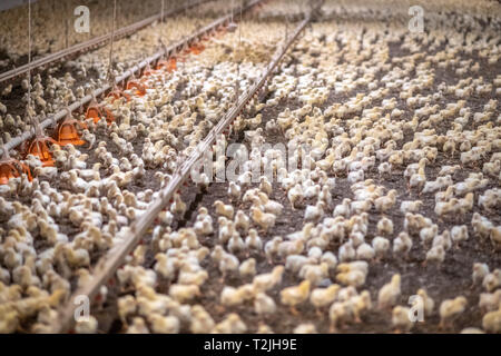 Eine Brut von baby Küken innerhalb von Chicken House, Henderson, MD Stockfoto