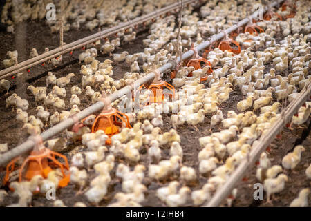 Eine Brut von baby Küken innerhalb von Chicken House, Henderson, MD Stockfoto