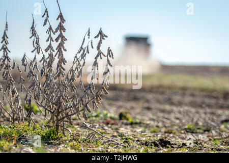 Sojabohne (Glycine max) Fruchtart mit Harvester dahinter in der Ferne kombinieren, laytonsville Maryland Stockfoto