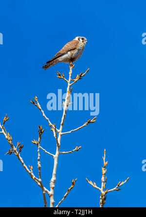 Amerikanische Turmfalke (Falco sparverius) auf der Suche nach Beute, die sich an der Spitze der Ebenen der Pappel Baum, Castle Rock Colorado USA. Foto wurde taken​ im April. Stockfoto