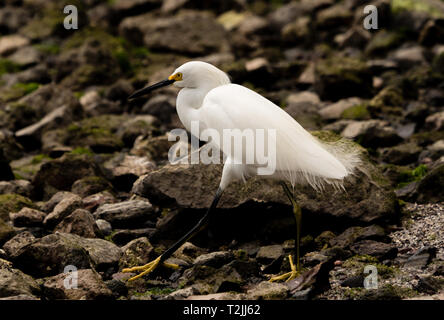 Ein snowy egret auf einem felsigen Strand in Mexiko Stockfoto