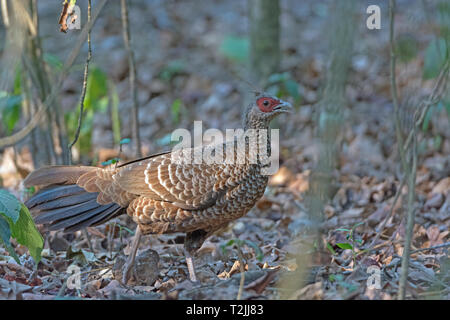 Kalij Pheasant im Wald von Chitwan Nationalpark in Nepal Stockfoto