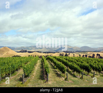 Vertikale Panoramablick auf eine Marlborough Sauvignon Blanc Weinberg einschließlich Hügel im Hintergrund und Kopieren. Stockfoto