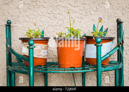 Winzige eingemachte Blumen im Garten Stockfoto