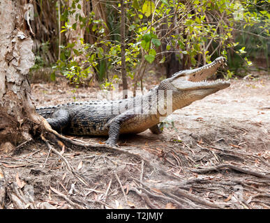 Blick auf ein großes Krokodil zu 'Hartley's Crocodile Adventures, Captain Cook Highway, Wangetti, Queensland, Australien. Stockfoto