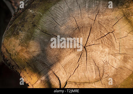 Innere Scheibe von Baum Lkw mit Ringen und Rissen. Stockfoto
