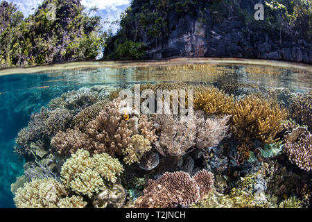 Ein wunderschönes Korallenriff lebt im flachen Wasser in Raja Ampat, Indonesien. Dieser tropischen Region ist für seine spektakuläre marine Artenvielfalt bekannt. Stockfoto