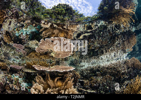 Ein wunderschönes Korallenriff lebt im flachen Wasser in Raja Ampat, Indonesien. Dieser tropischen Region ist für seine spektakuläre marine Artenvielfalt bekannt. Stockfoto