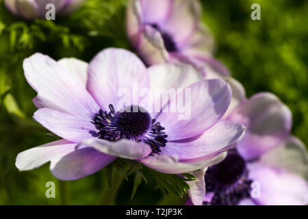 Anemone coronaria De Caen Gruppe 'Mr Fokker', lila Mohn anemone Blumen, Nahaufnahme. Vereinigtes Königreich Stockfoto