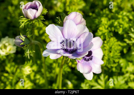 Anemone coronaria De Caen Gruppe 'Mr Fokker', Lila Lila Mohn anemone Blumen. Dorset, England, Vereinigtes Königreich Stockfoto