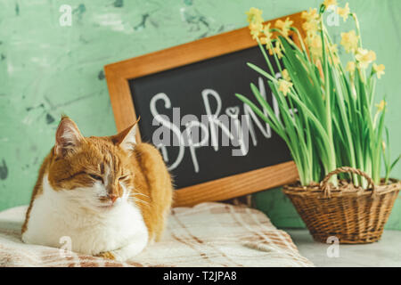 Kalligraphische Inschrift hand Schrift Buchstaben Feder auf Schwarze Schiefertafel stehen auf grün Betonoberfläche mit gelben Blüten Narzissen im Korb Stockfoto