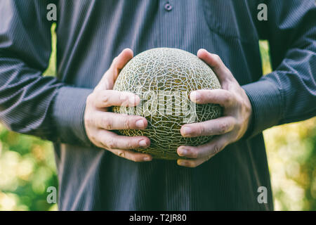 Der Mann hält eine reife Melone Stockfoto