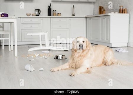 Süße golden retriever liegen auf dem Boden in unordentlichen Küche Stockfoto