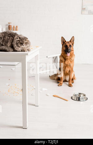 Selektiver Fokus der graue Katze liegend auf Tisch und Deutscher Schäferhund sitzend auf dem Boden in unordentlichen Küche Stockfoto