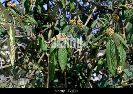 Blütenknospen der viburnum Hedge im frühen Frühling, Viburnum rhytidophyllum Strauch auch als lederfarn viburnum ein Frühling am Bodensee Stockfoto