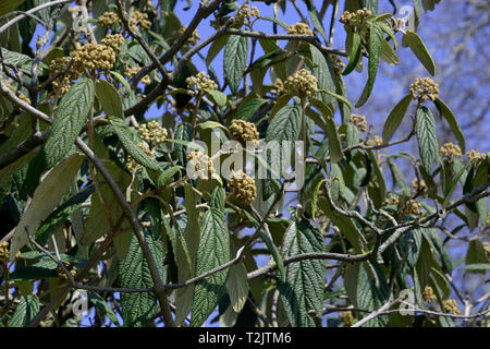 Viburnum rhytidophyllum Strauch auch Lederfarn viburnum ein Frühling am Bodensee genannt, blühend Viburnum im Frühjahr mit gelben geschlossen Flow Stockfoto