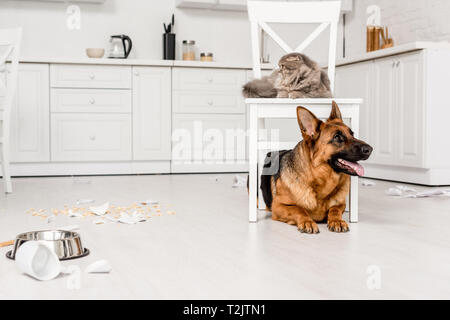 Süße Schäferhund liegend auf dem Boden und graue Katze liegend auf Stuhl in unordentlichen Küche Stockfoto