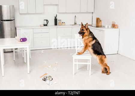 Süße Schäferhund stehend auf weißen Stuhl und Wegsehen in unordentlichen Küche Stockfoto