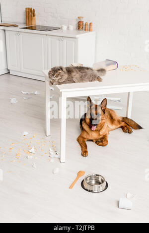 Süß und graue Katze liegend auf weißen Tisch und Deutschen Hirte liegend auf dem Boden in unordentlichen Küche Stockfoto