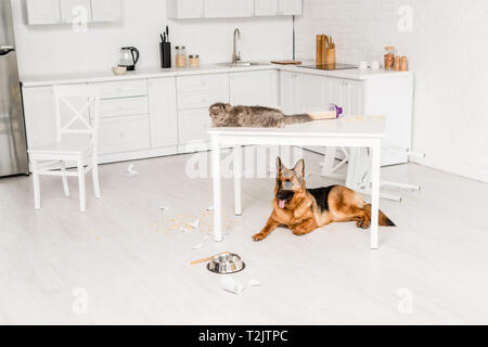 Süß und graue Katze liegend auf weißen Tisch und Deutschen Hirte liegend auf dem Boden in unordentlichen Küche Stockfoto